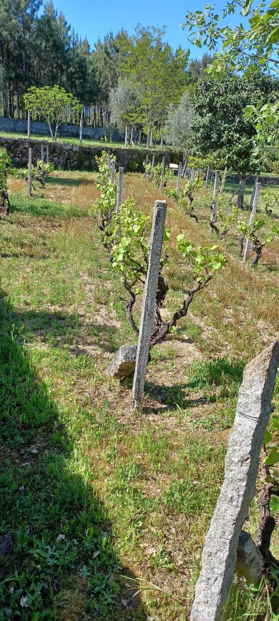 Quinta + Mata com vista para a Serra da Estrela