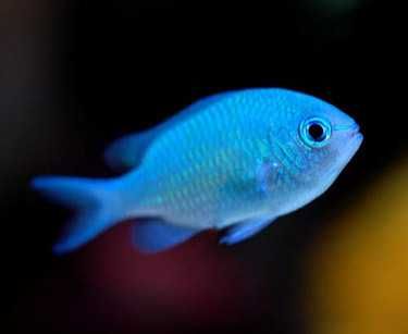 Chromis Viridis M