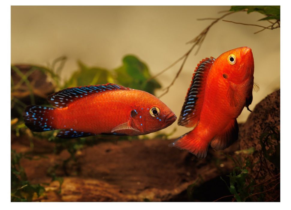 Peixe Jóia  Rubricatochromis exsul (raro)