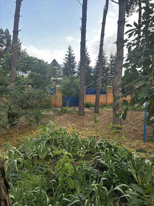 Сосни на ділянці, річка та пляж за воротами. Пошук закінчено!