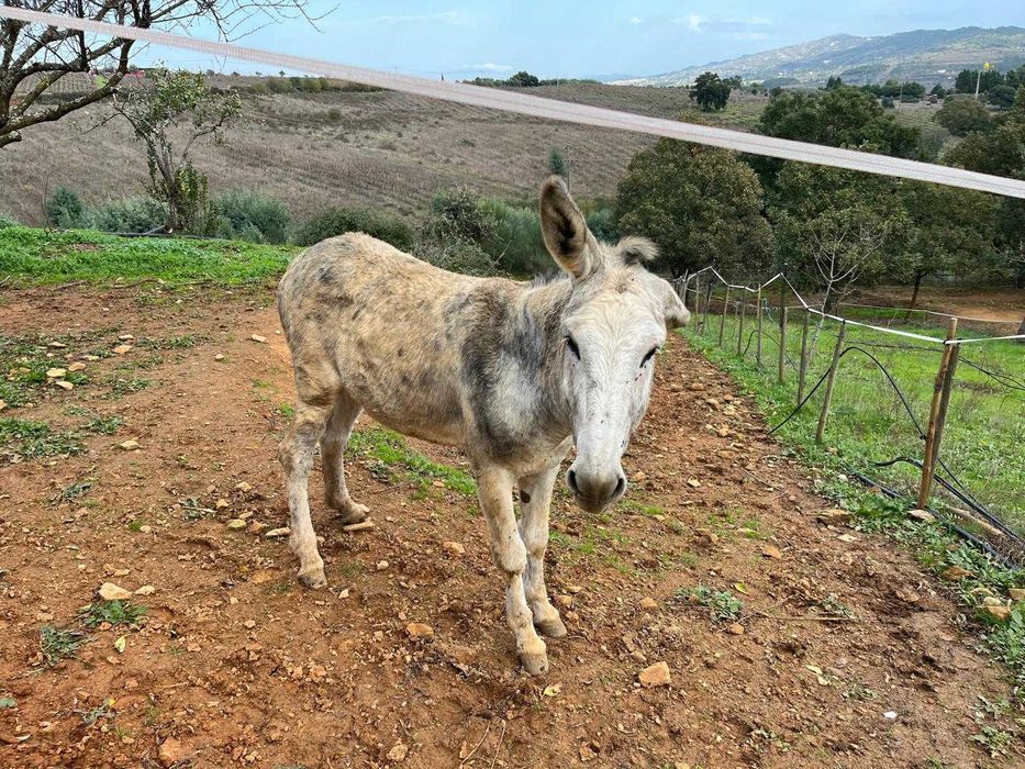 Burro com 3 anos