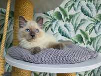 Blue ragdoll WCF odbiór w czerwcu