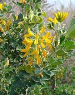 Árvore de alfafa (Medicago arborea) 10€