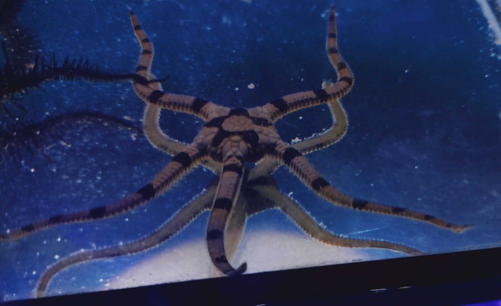 Ophiolepis superba  wężowidło morskie