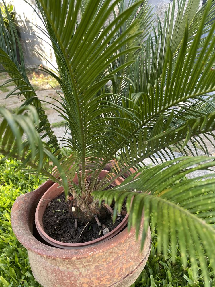 Planta Sika_estilo palmeira com crecimento lento
