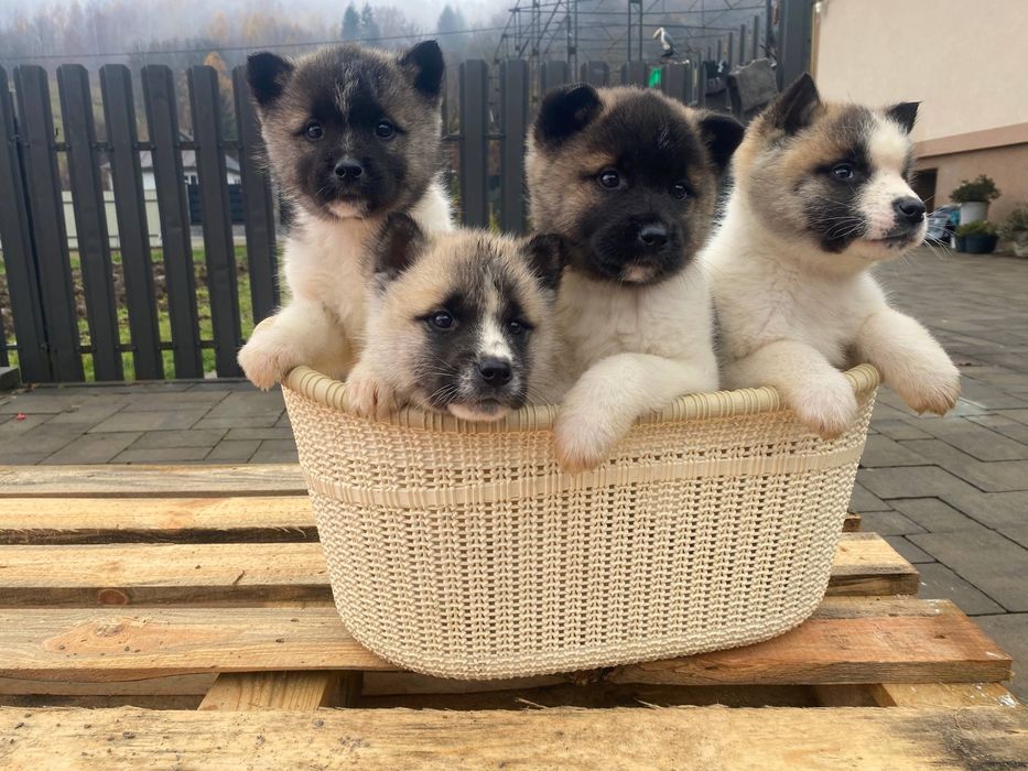 Щенята Амереканська акіта