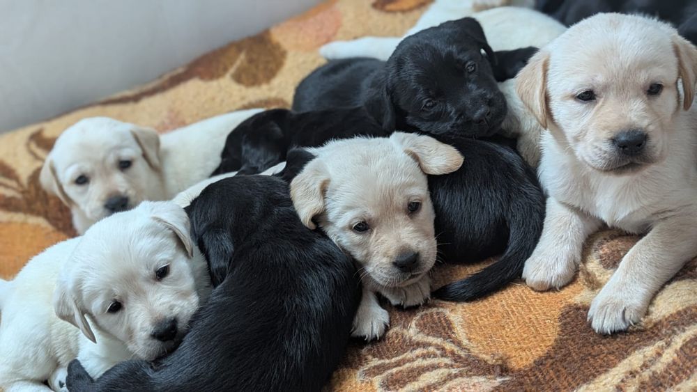 Labrador szczeniak czarny (suczka ) z rodowodem