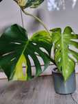 Monstera yellow Marilyn cała roślina 4 liście LF marmorata aurea
