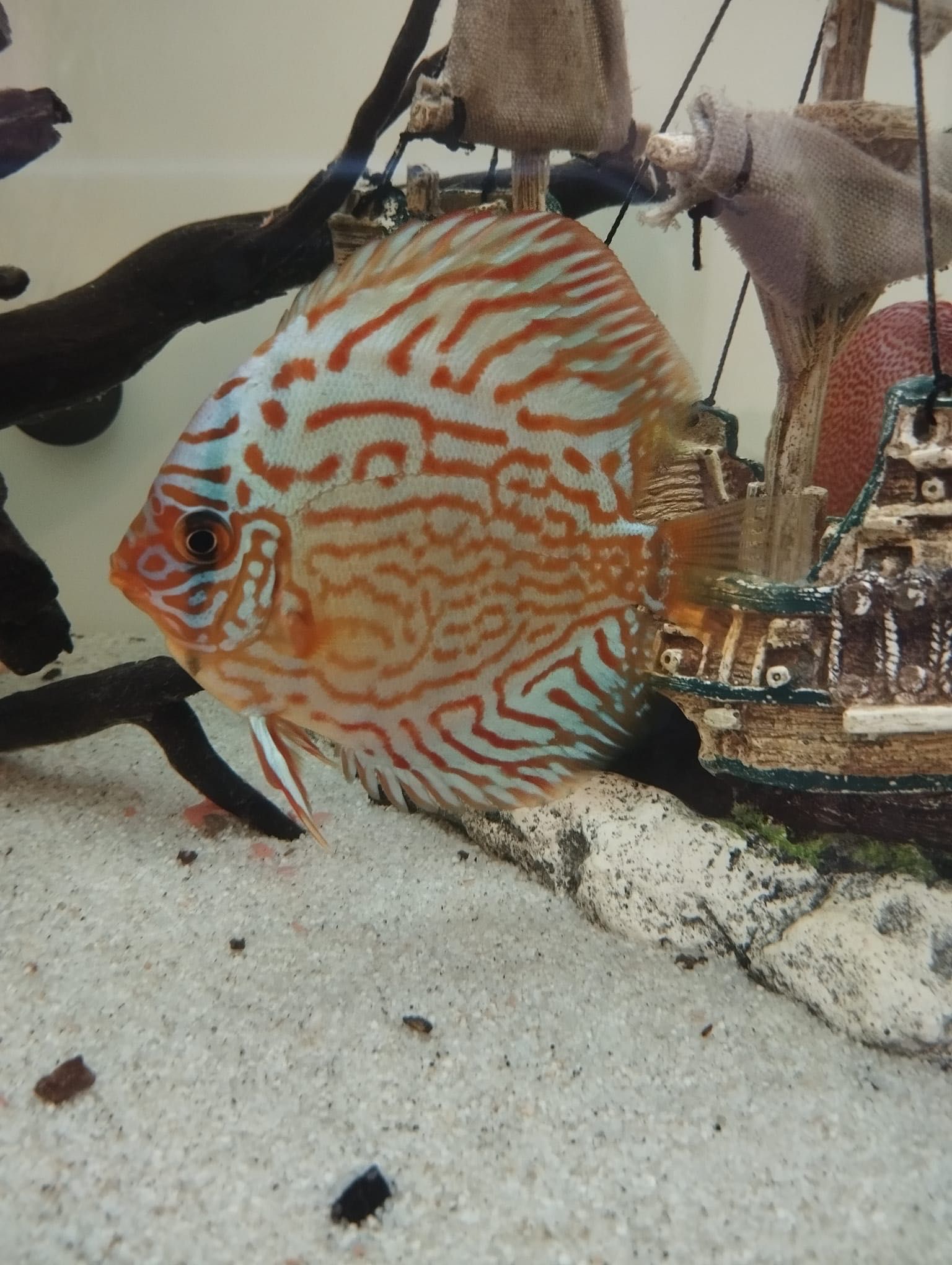 Discus red turquoise