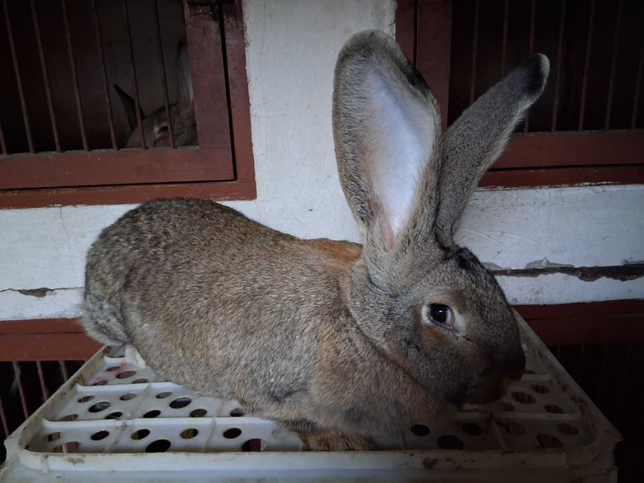 Króliki olbrzymy belgijskie