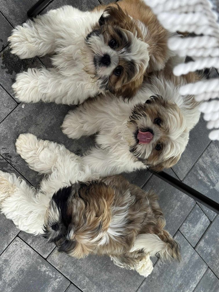 Szczeniak rasy shih tzu