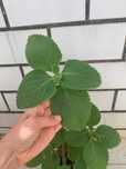 Planta Boldo em vaso - Plectranthus barbatus