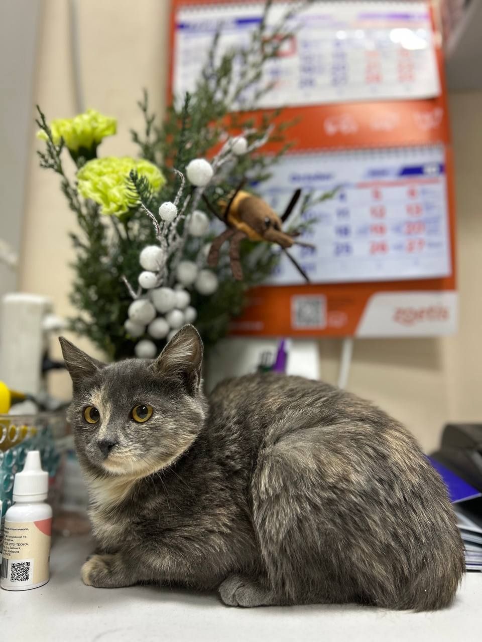 Кошеня, дівчинка 7місяців