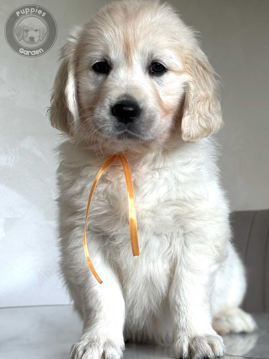 Szczeniak Golden Retriever - Suczka