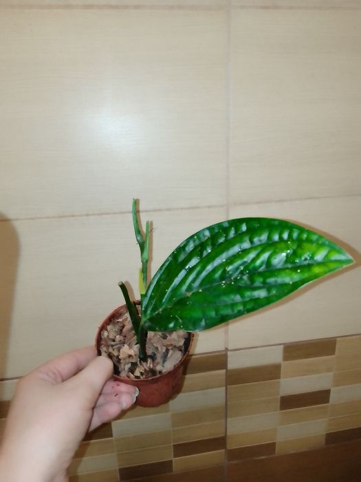 Аглаонема, Еппіпремнум, Епісція, Маранта, Агава