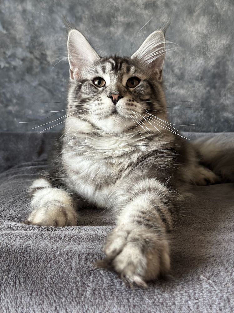 Catinho Maine Coon com pedigree
