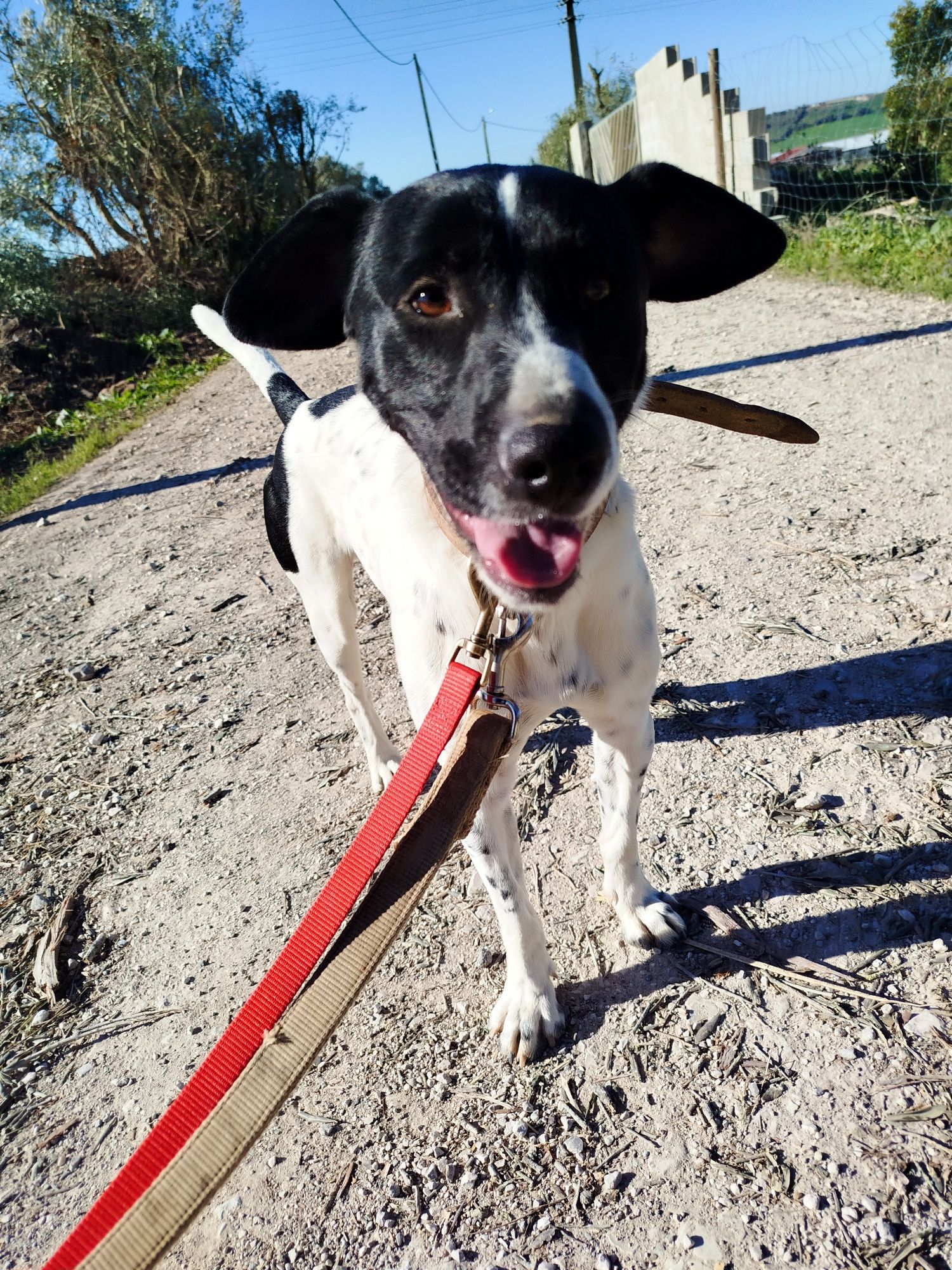 Flecha - cão medio para adoção