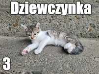 Dziewczynki szukają domu