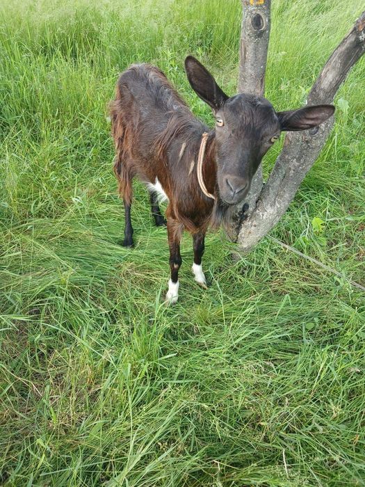 Альпійські кози на продаж