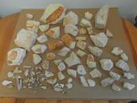 Kolekcja skamielin z mezozoiku