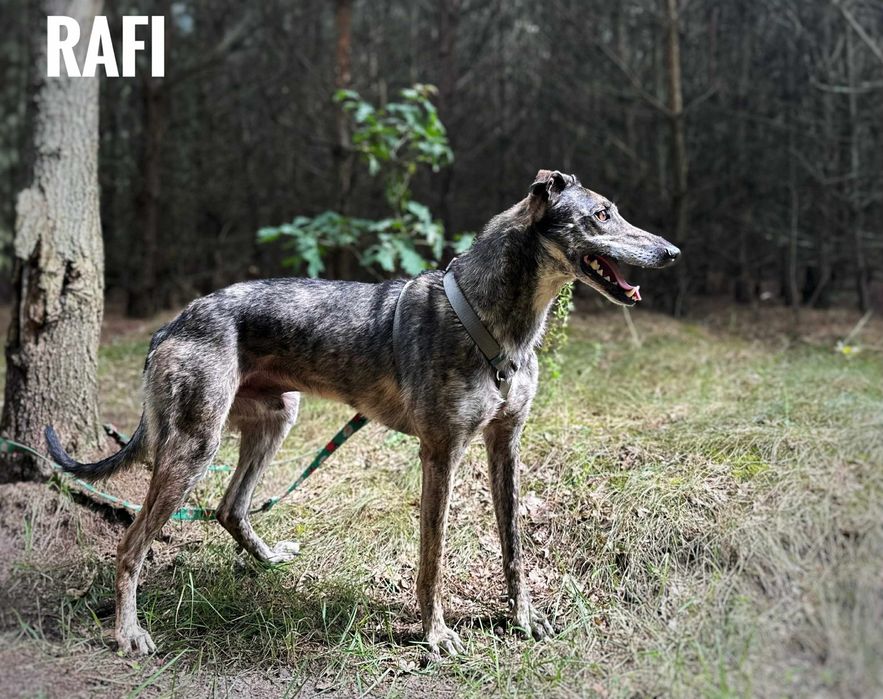3 letni Rafi chart, adopcja za darmo oddam