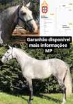 Cobriçoes cavalo Lusitano com 75.5