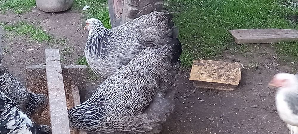Kury brahma brahmy