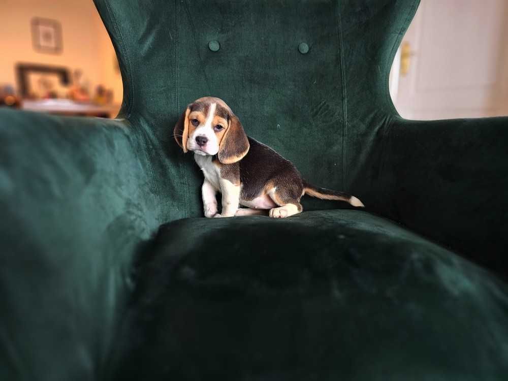 BEAGLE-mniejszy w typie, ZKwP,doskonały rodowód, mniejsza