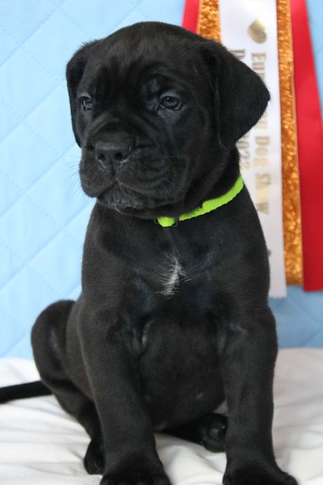 Cane Corso, сіра красуня