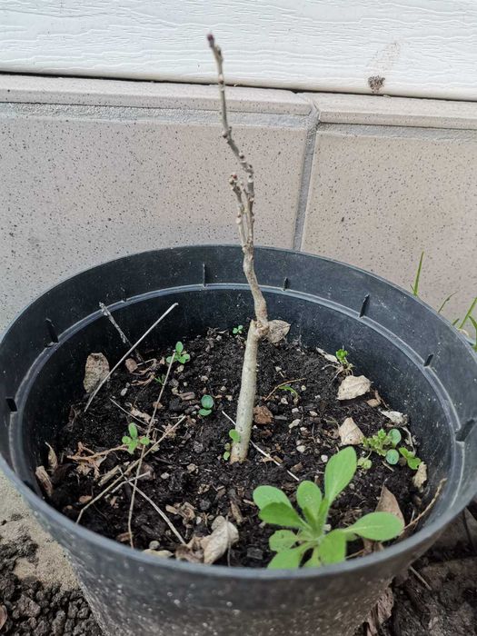 Гліцинія .. яскрава ліана.яка полюбляє сонечко