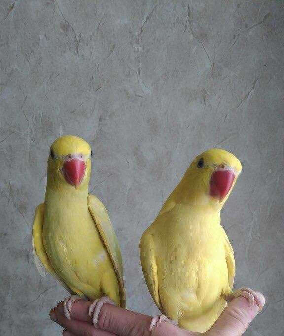 Пернаті, домашні Ожерелові папуги