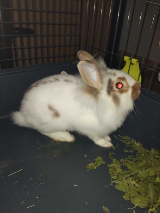 Oddam Króliczka - SAMICZKE