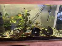 Oddam ryby za darmo