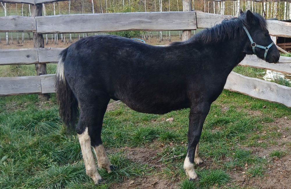 Ogierek huculski. Odsadek hucuł