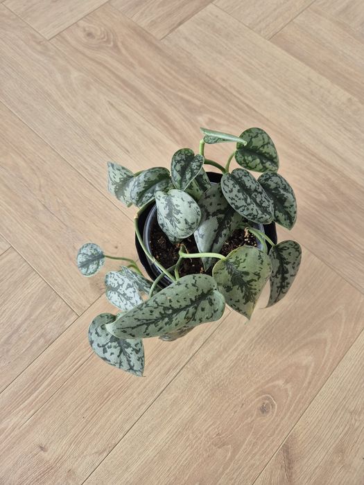 Scindapsus Silvery Ann rozm. M