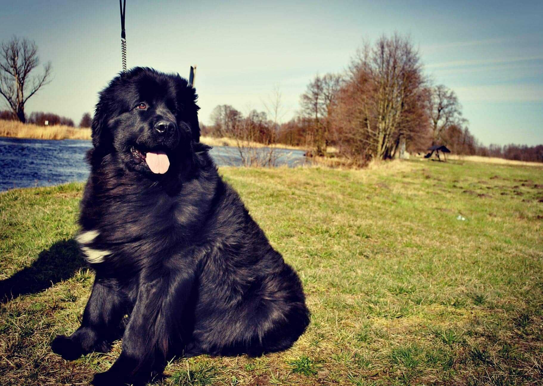 Sierść psa na kuny