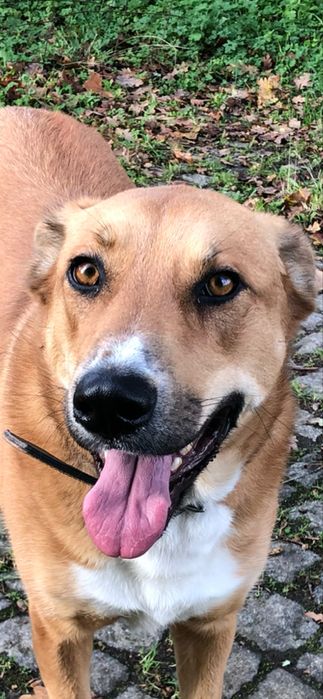 Dolly, porte grande, para adoção responsável