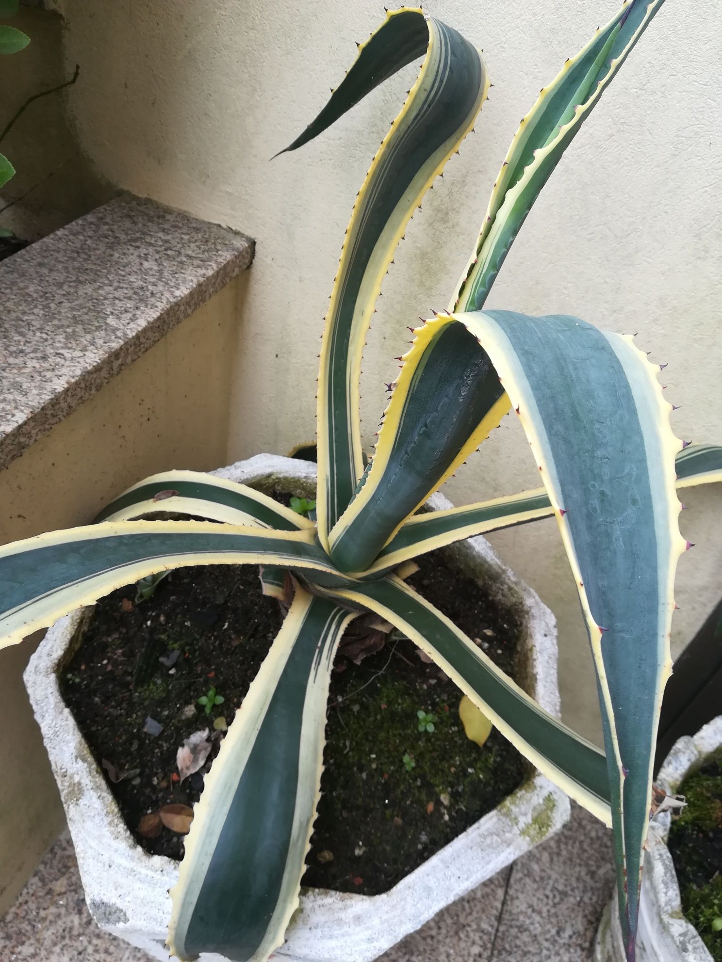 Aloe Vera -   Yuca - Palmeira de interior e exterior