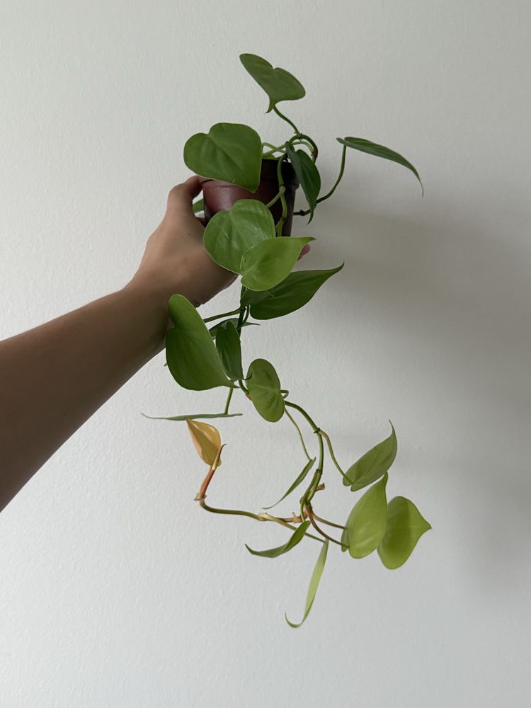 Philodendron neon