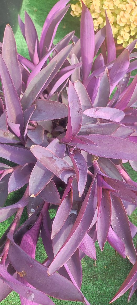 setkrezja purpurowa ( trzykrotka)