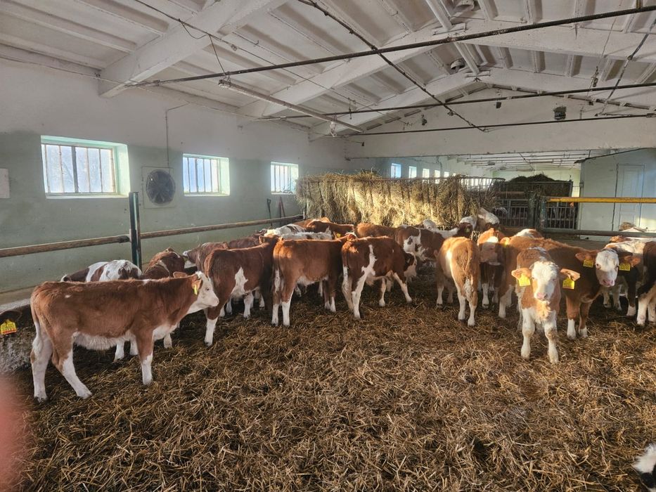 Byczki Mięsne Odsadki Opasy Świetny Towar od ROLNIKA