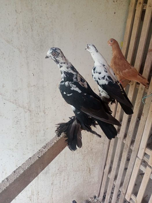 Sprzedam gołębie