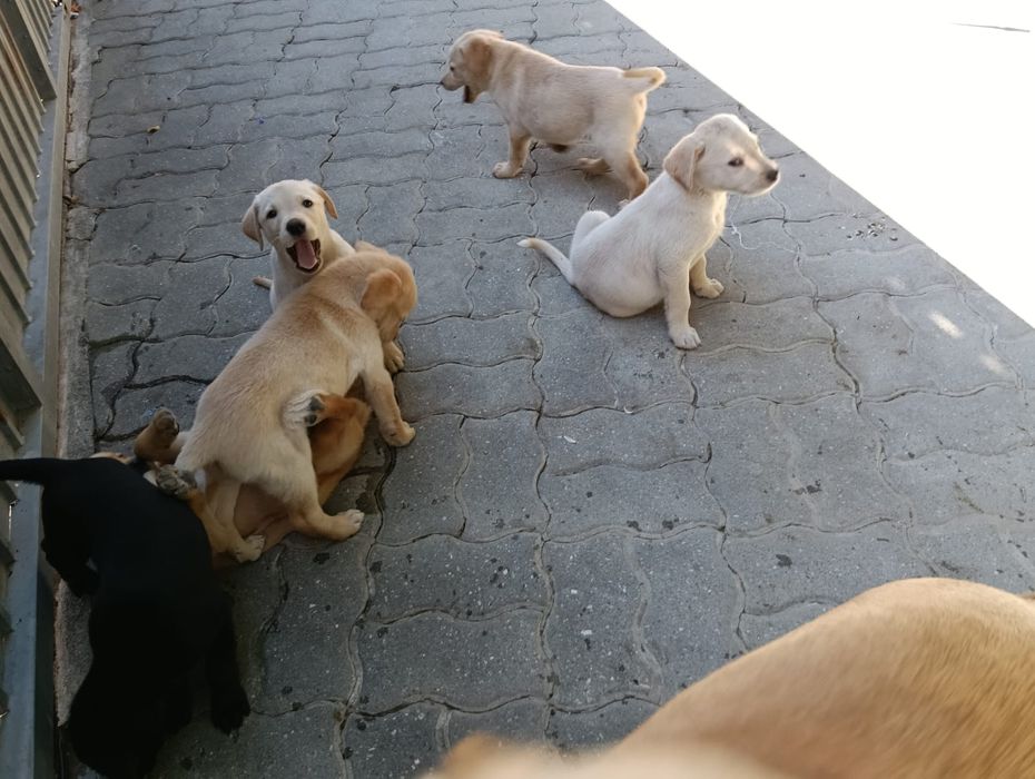Dou cachorro labrador traçado