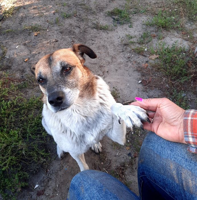 Віддам собаку в надійні руки