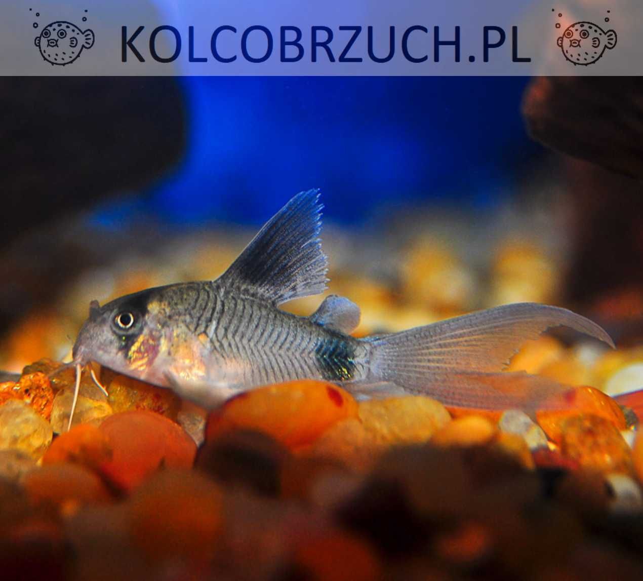 Kirysek panda odmiana WELONIASTA - Corydoras panda - Kirys weloniasty