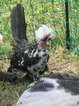 Karzełek bługarski dżinka karzełki kurki koguty drób