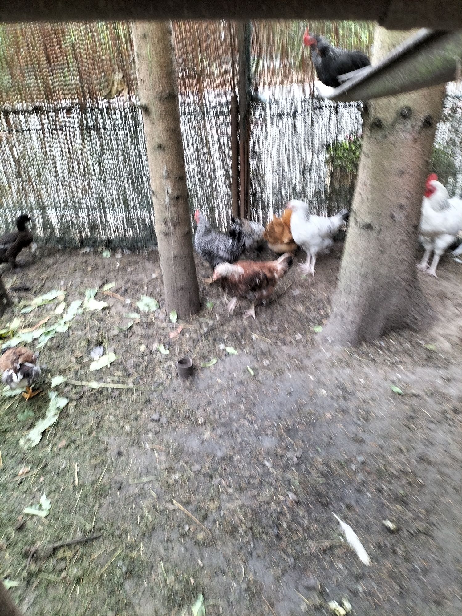 Kogutki ozdobne młode 3 miesięczne