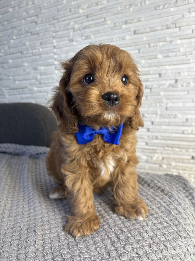 Cavapoo gotowe do odbioru