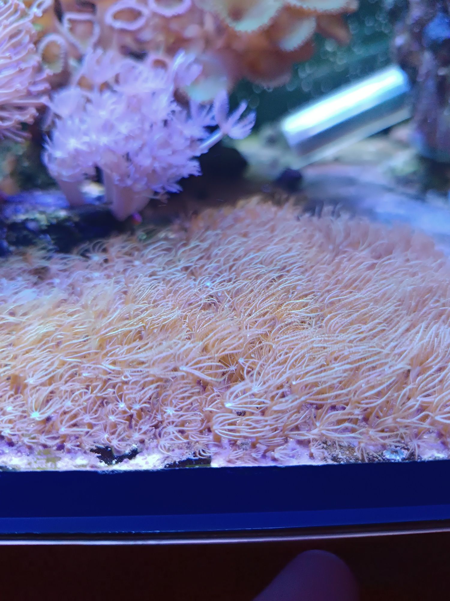 Briareum akwarium morskie