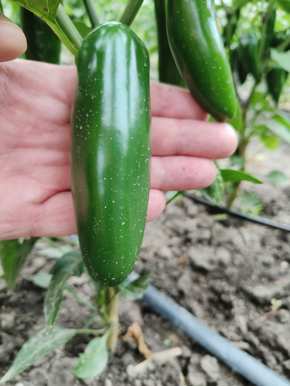 Перець Халапеньйо/Jalapeno/Халапеньо